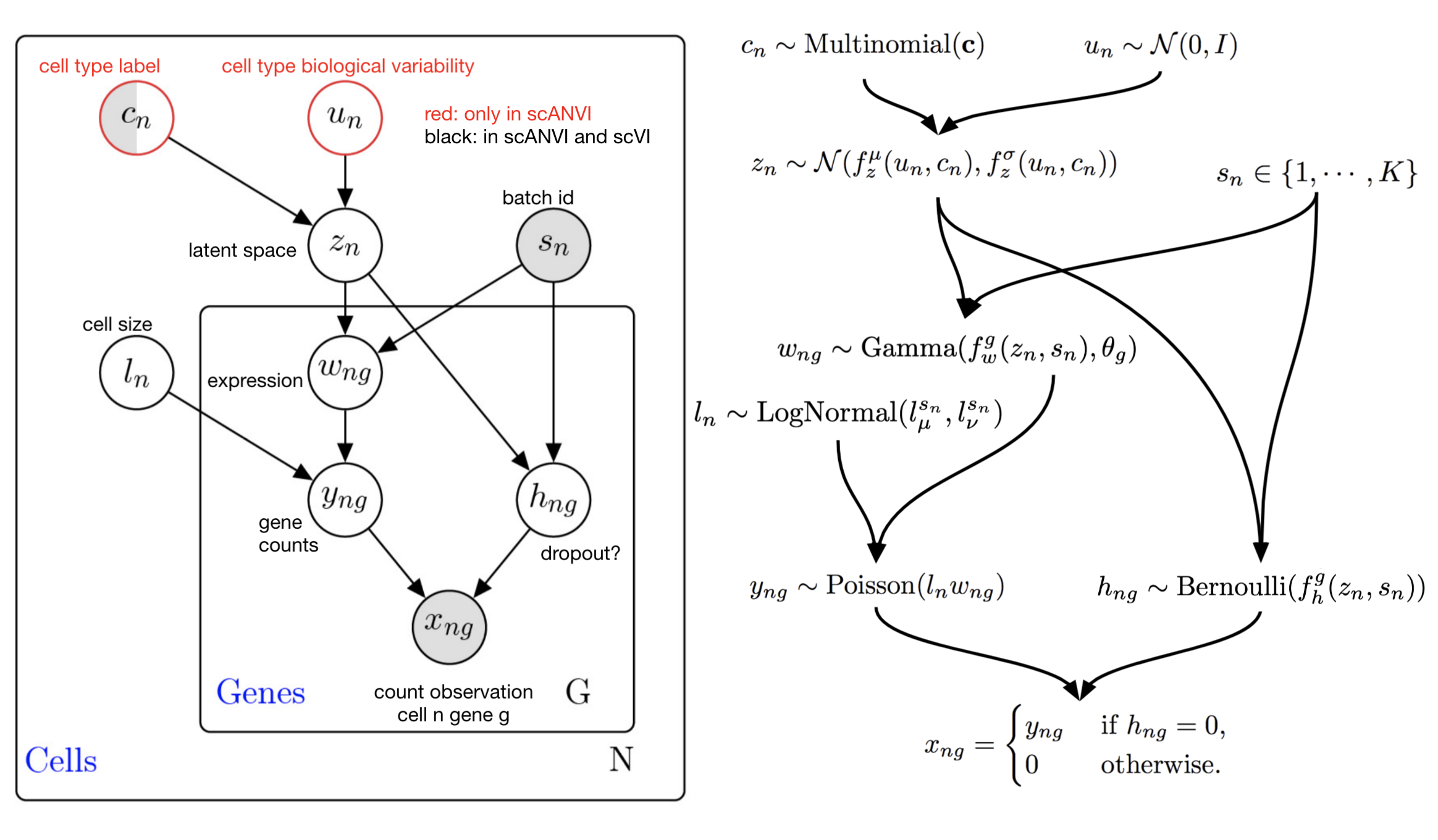 scANVI graphical model